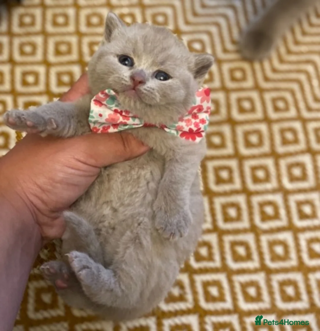 British Shorthair cats for stud: GCCF/ TICA British shorthair stud in Wakefield - Advert 4