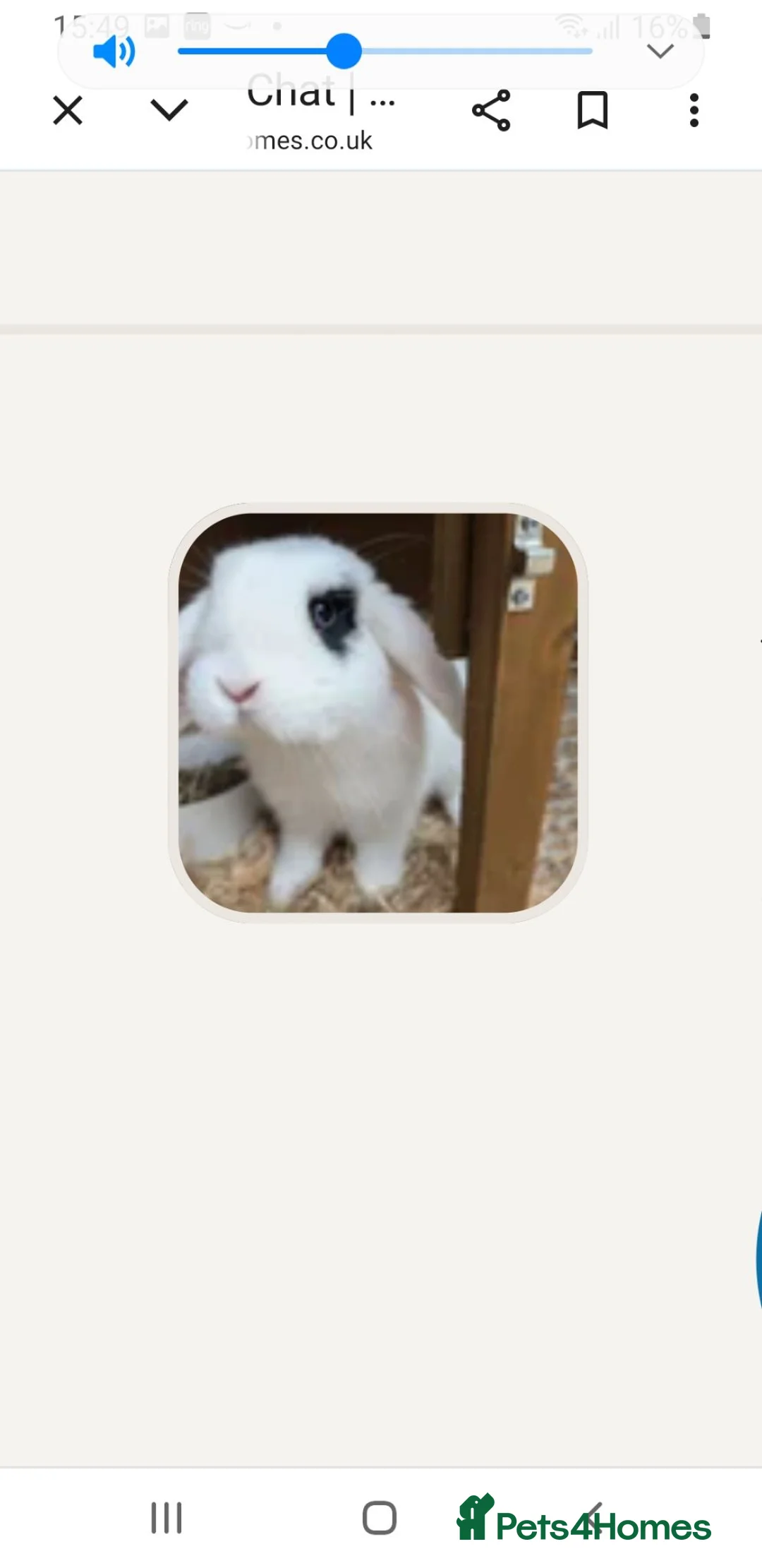 Dwarf Lop rabbits for sale: Mini dwarf lop rabbit - Advert 1