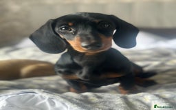 Miniature Dachshund dogs for sale: Miniature dachshund  - Image 2