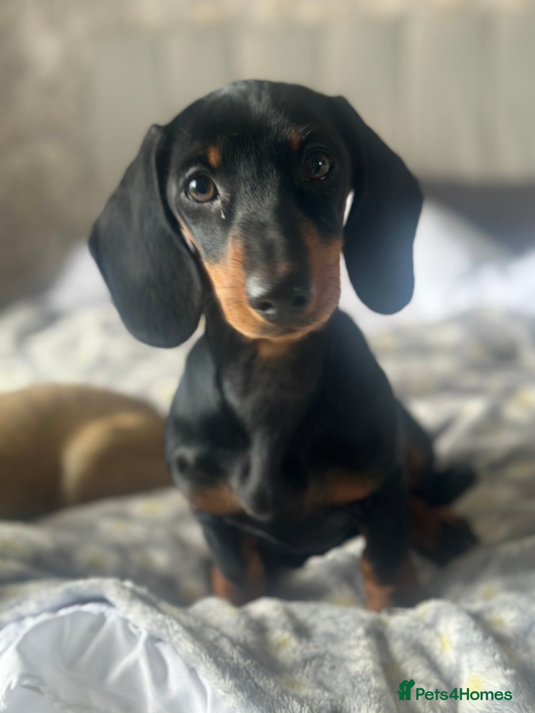 Miniature Dachshund dogs for sale: Miniature dachshund  - Image 2