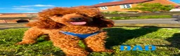 Miniature Poodle dogs for sale: Stunning Red Miniature Poodle Girl - Advert 3