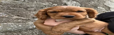 Cocker Spaniel 1