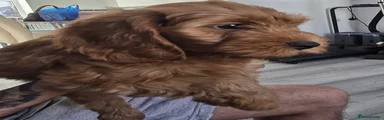 Cavapoo 2