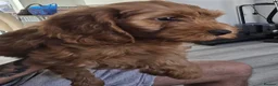 Cavapoo dogs for sale: Cavapoo One beautiful female puppy available  - Advert 16