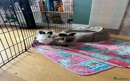 Lionhead rabbits for sale: 2 lionhead bunnies to be rehomed - Advert 1