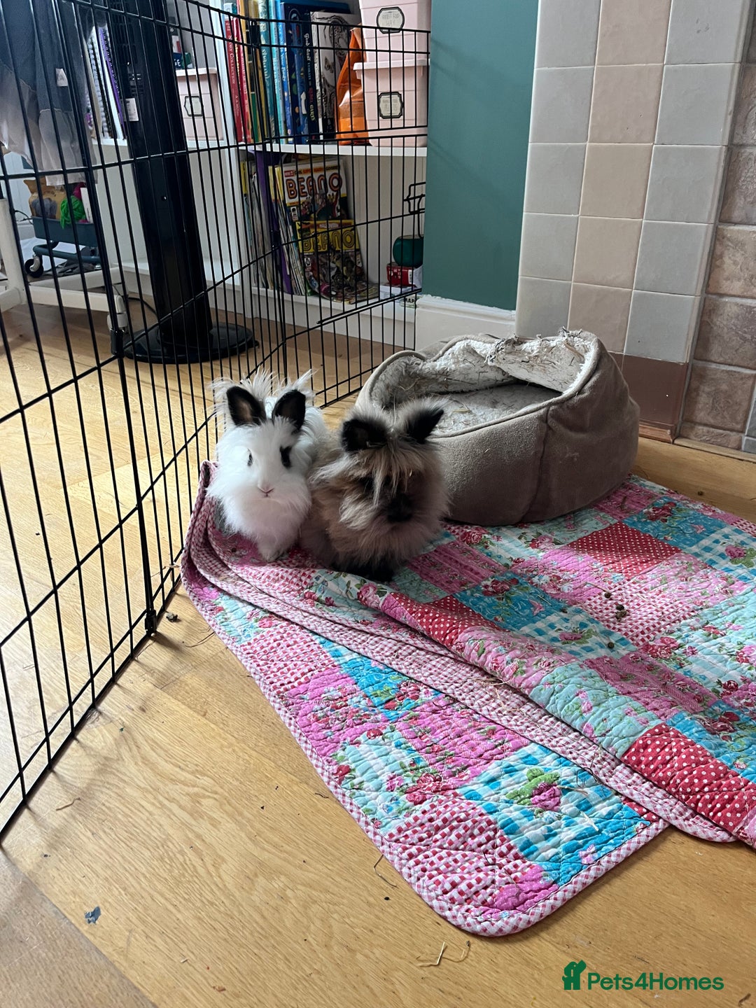 Lionhead rabbits for sale: 2 lionhead bunnies to be rehomed - Advert 1