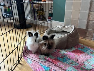 Lionhead rabbits 2 lionhead bunnies to be rehomed - Advert 8