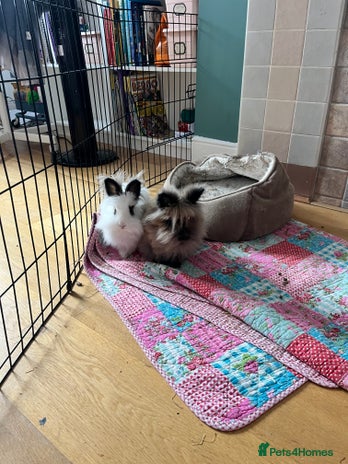 Lionhead rabbits 2 lionhead bunnies to be rehomed - Advert 1