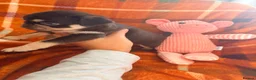 Pug dogs for sale: Panda 🐼 pug puppies carrying pink - Advert 6