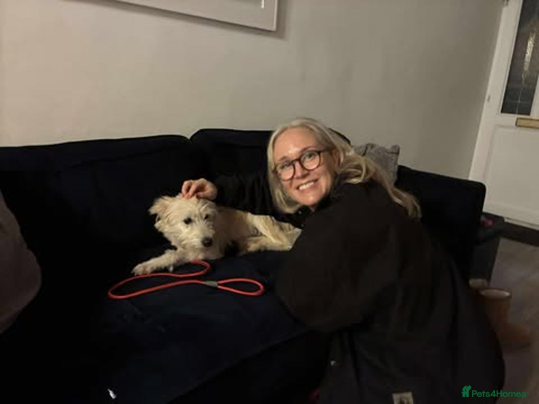 Mixed Breed dogs for adoption: Affectionate Athena - Advert 6