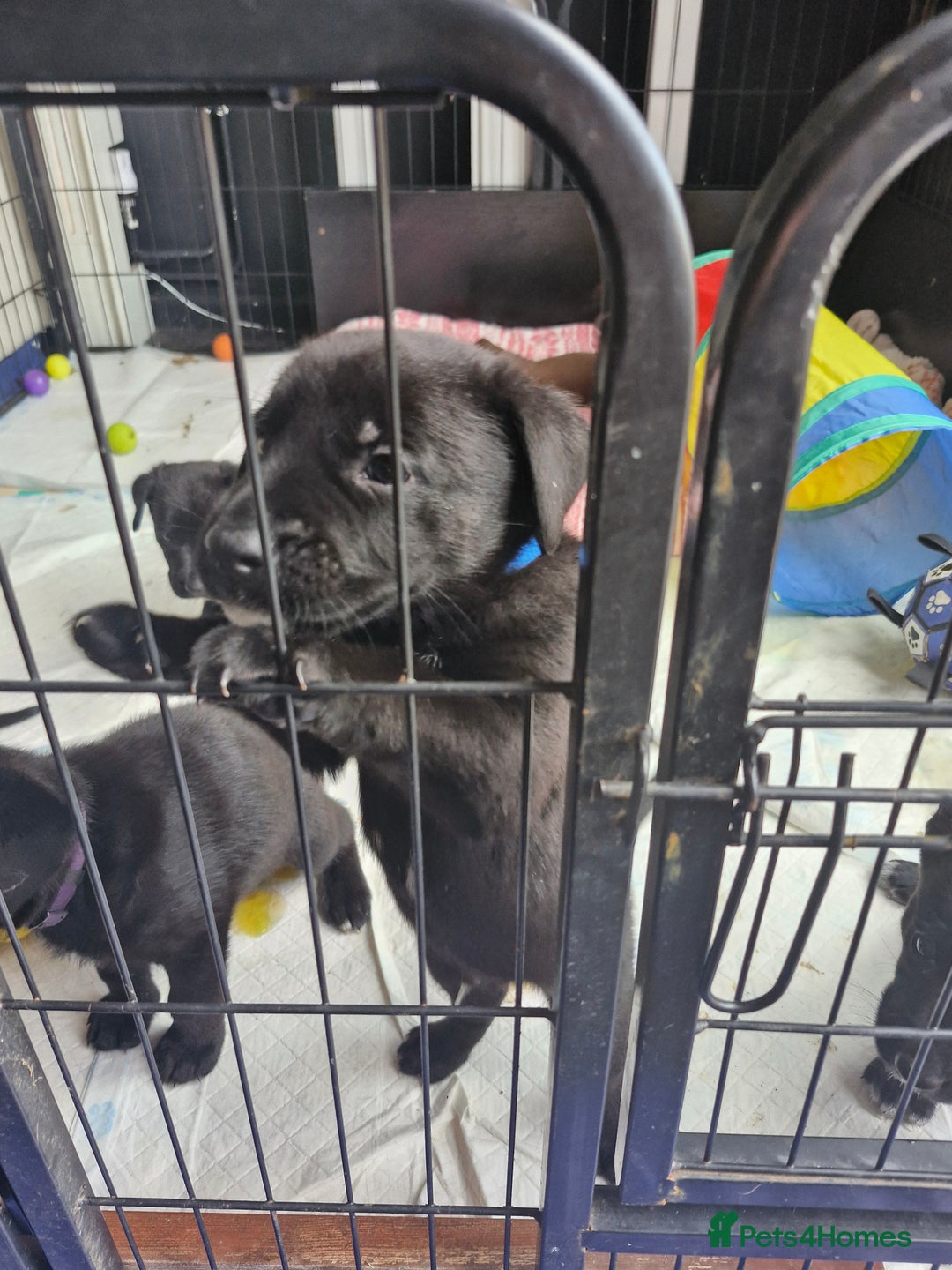 Mixed Breed dogs for sale: Dalmatian shepherd  - Image 28
