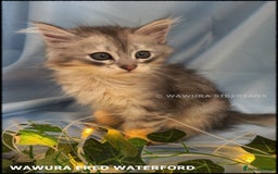 Siberian cats for sale: Siberian Kittens Available for Reservation!  - Image 4