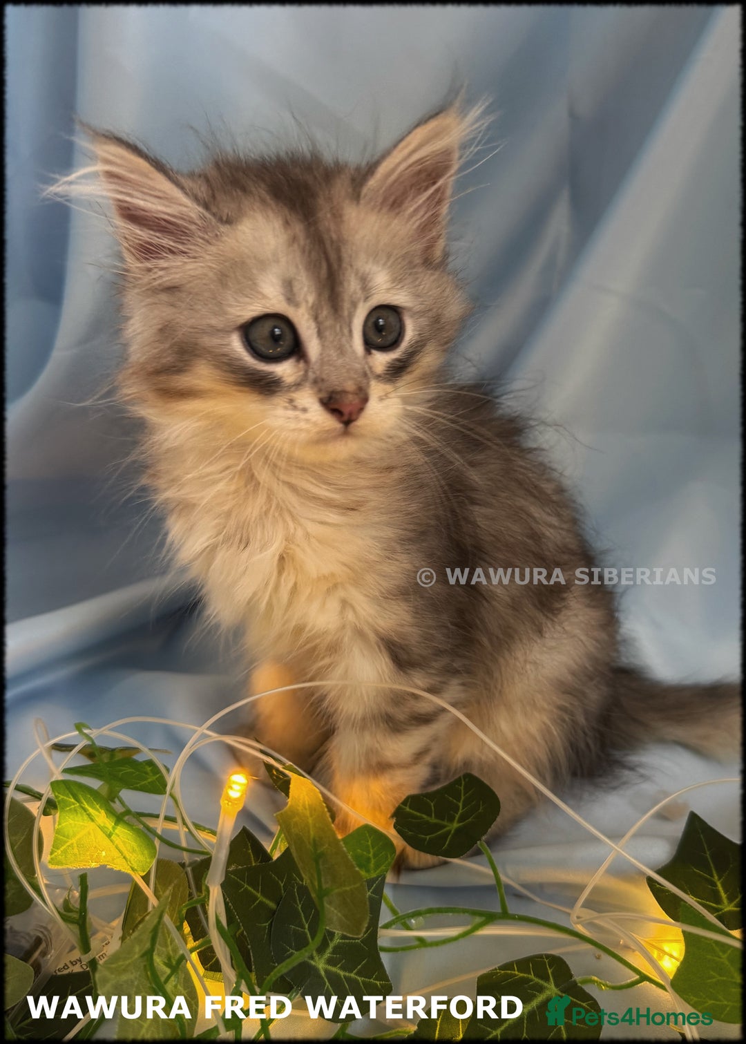 Siberian cats for sale: Siberian Kittens Available for Reservation!  - Image 4