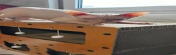 Sphynx cats for sale: Canadian Sphynx Tica registered,Blue eyes. - Advert 9