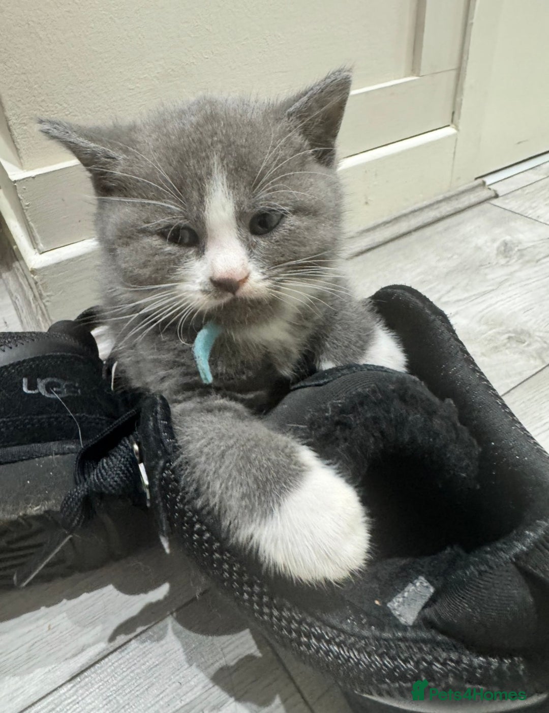 British Shorthair cats for sale: Blue British short-hair kittens - Advert 14