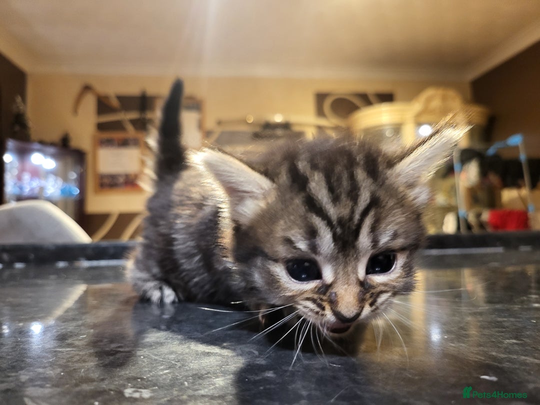 Mixed Breed cats for sale: Beautiful kittens - Image 13