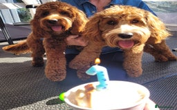 Cockapoo dogs for sale: F1 SHOW TYPE COCKAPOO EXTENSIVELY HEALTH TESTED  - Image 7