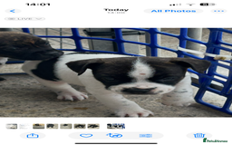 Mixed Breed dogs for sale: Jack Russell X Frenchie  - Image 4