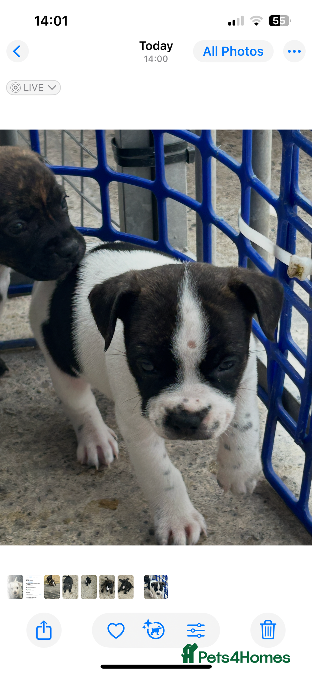 Mixed Breed dogs for sale: Jack Russell X Frenchie  - Image 4