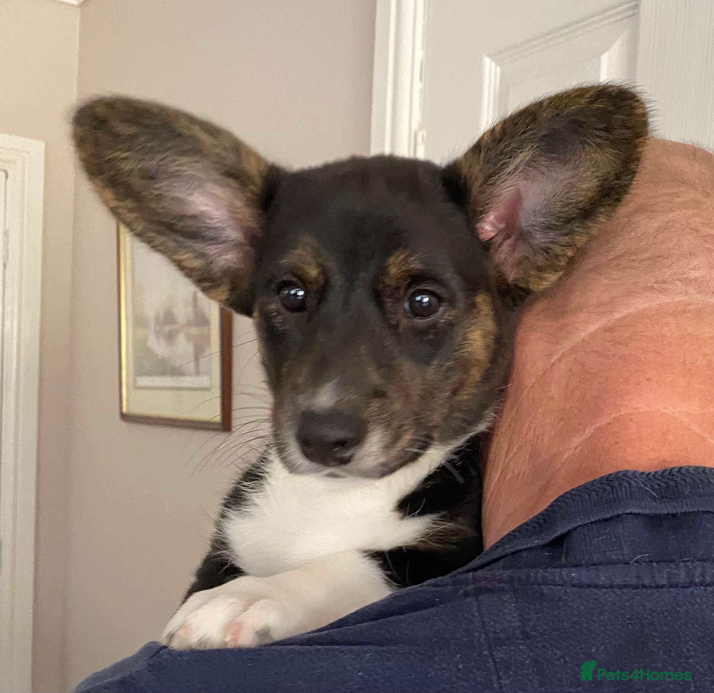 Welsh Corgi Cardigan dogs Welsh Cardigan Corgis by 5 ⭐️ Licensed Breeder - Advert 1