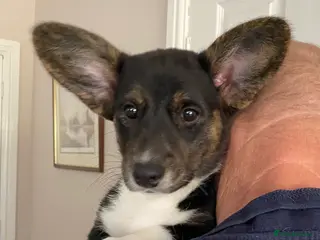 Welsh Corgi Cardigan dogs Welsh Cardigan Corgis by 5 ⭐️ Licensed Breeder - Advert 3