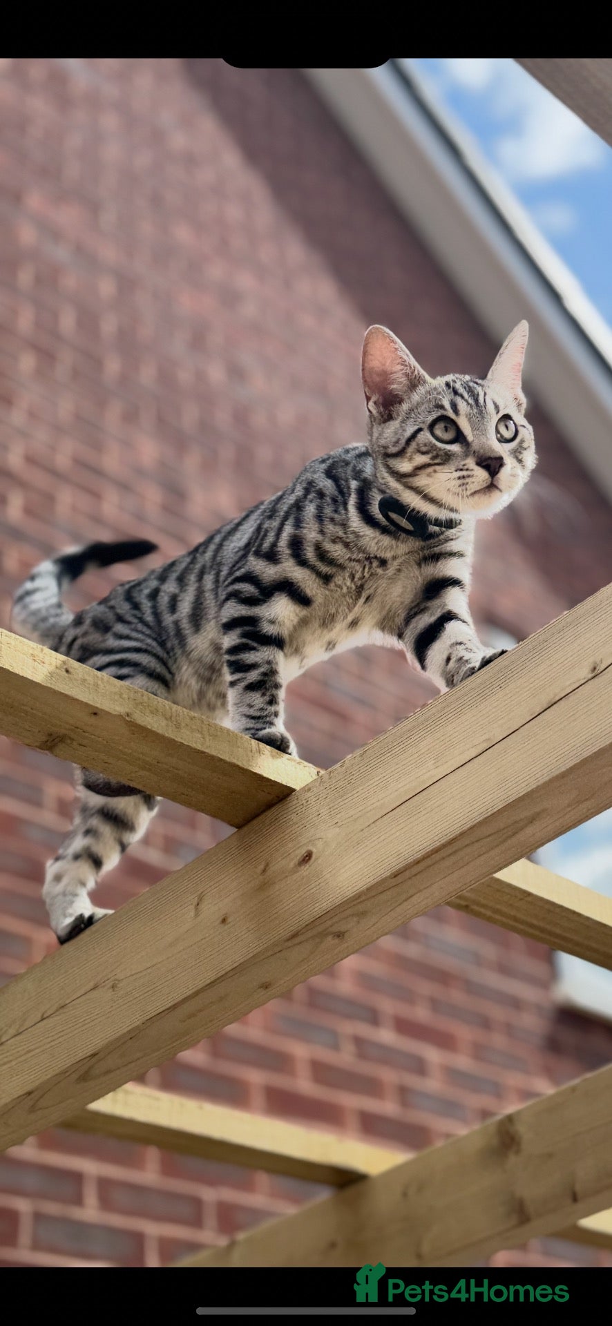 Bengal cats for sale: silver bengal cross mix  - Advert 6