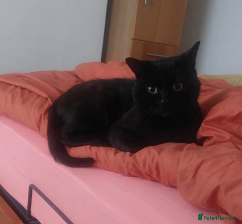 British Shorthair cats Neglected & unloved 💔 - Advert 4