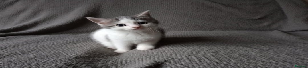 Mixed Breed Kitten 2