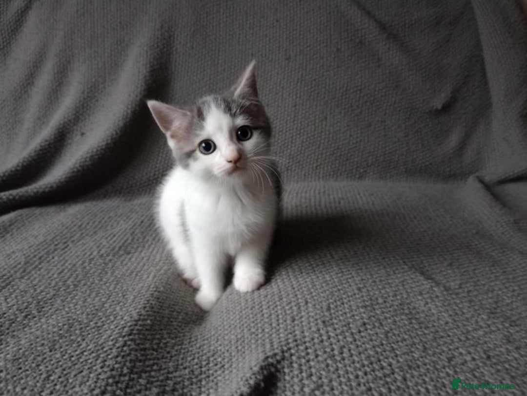 Mixed Breed cats for sale: Gorgeous Ragdoll/Chinchilla Persian kittens  - Image 6