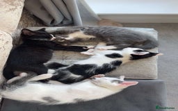 Mixed Breed cats for sale: female kitten for sale - Image 2