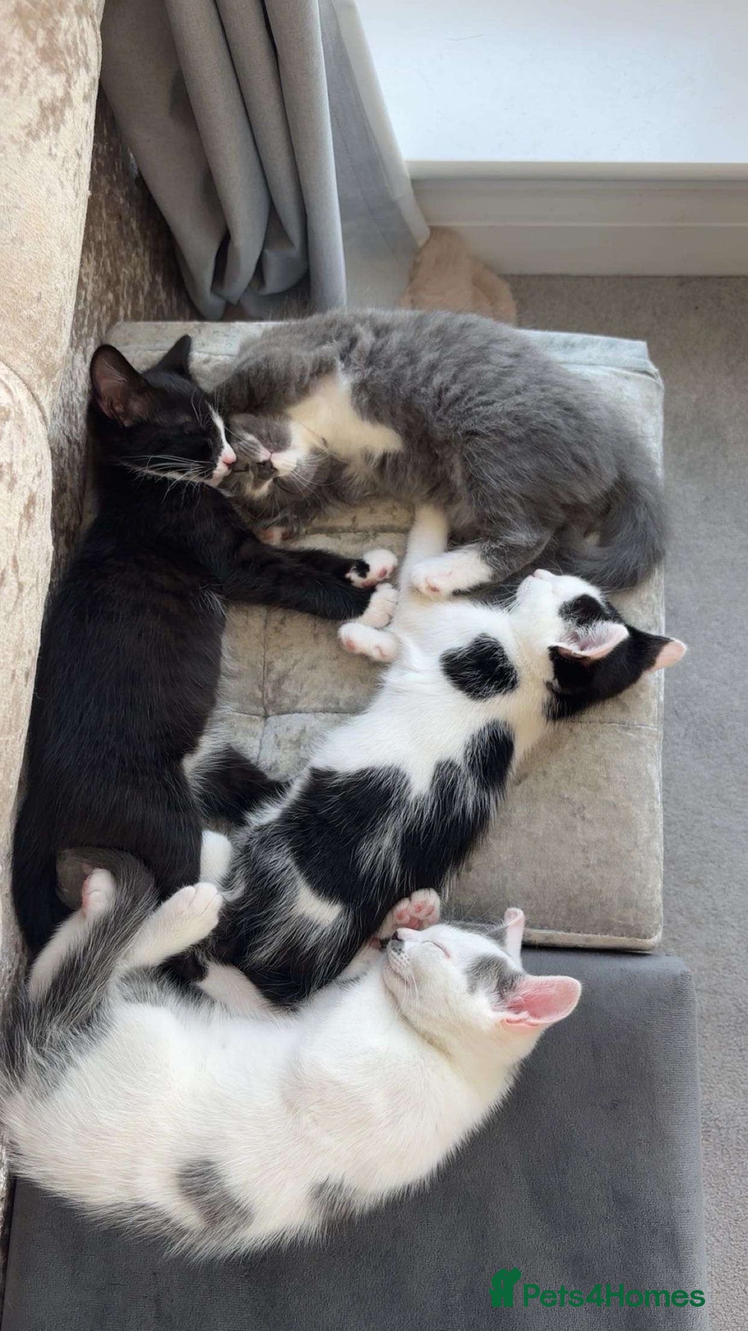 Mixed Breed cats for sale: female kitten for sale - Image 2