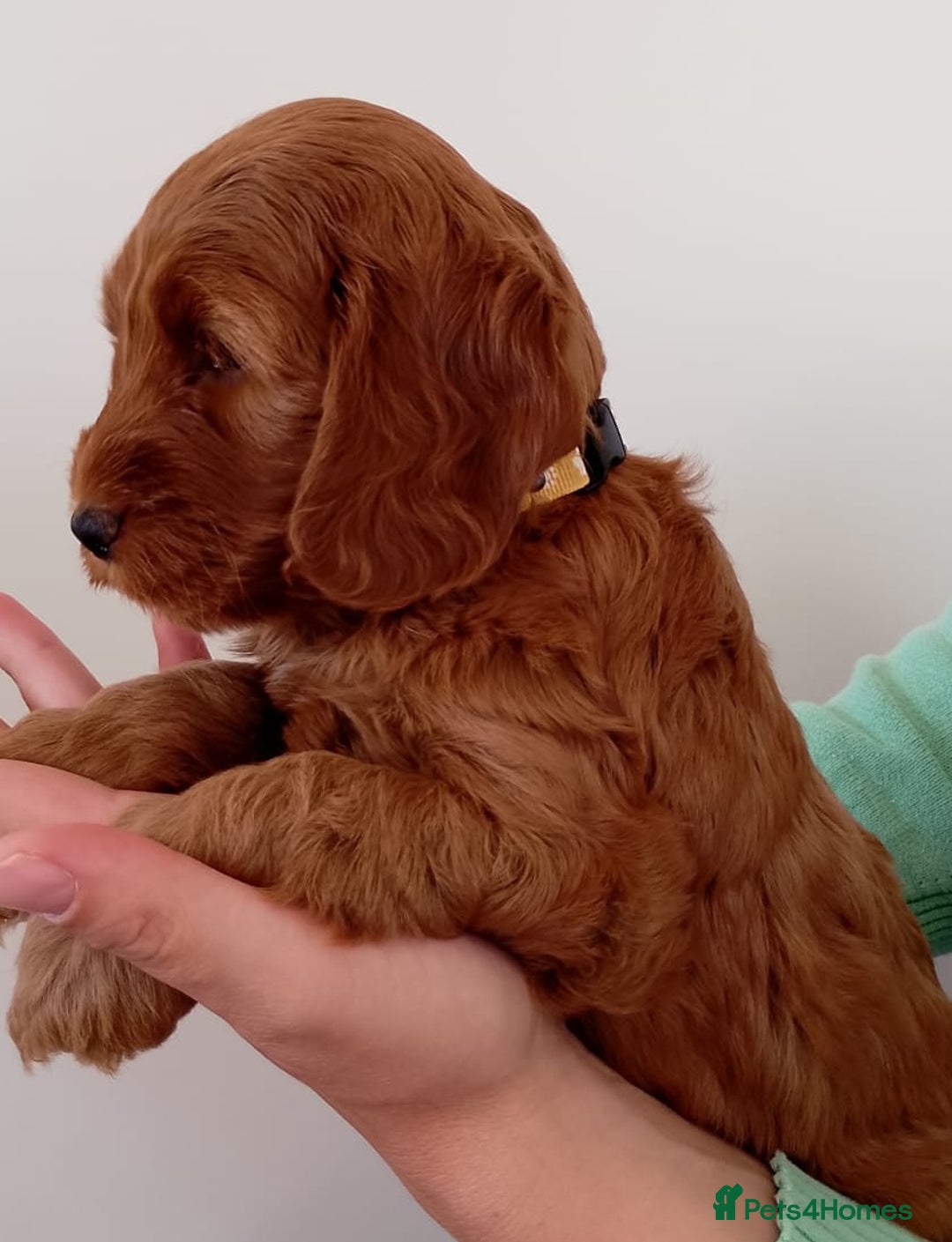 Cockapoo dogs for sale: Stunning F1 Red Miniature - Health Tested Parents - Image 17