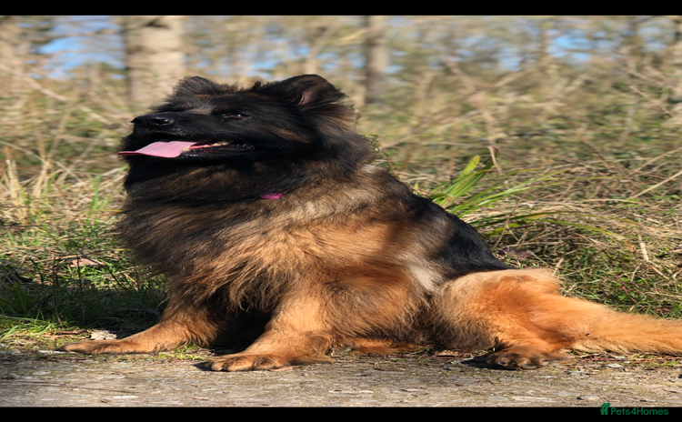 German Shepherd dogs - Advert 4