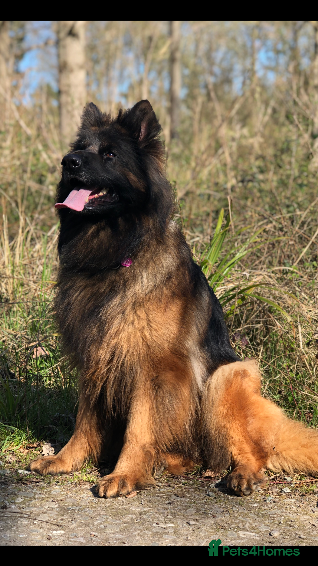 German Shepherd dogs for sale:  kc health tested long haired German shepherd pups - Image 3