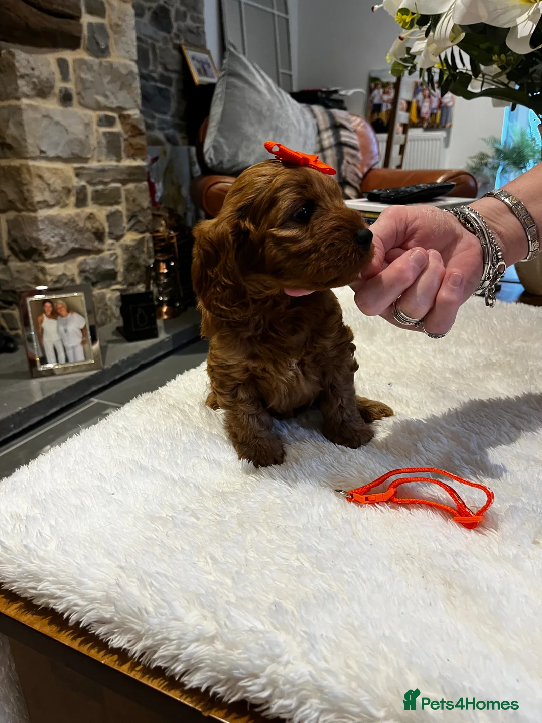 Cockapoo dogs for sale: Gorgeous Red F1 Cockapoo puppies - Advert 2