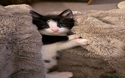 British Shorthair cats for sale: Kittens for sale - Image 19
