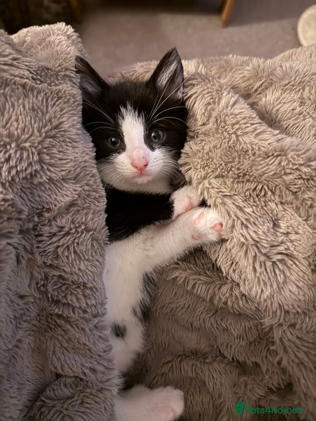 British Shorthair cats for sale: Kittens for sale - Image 19
