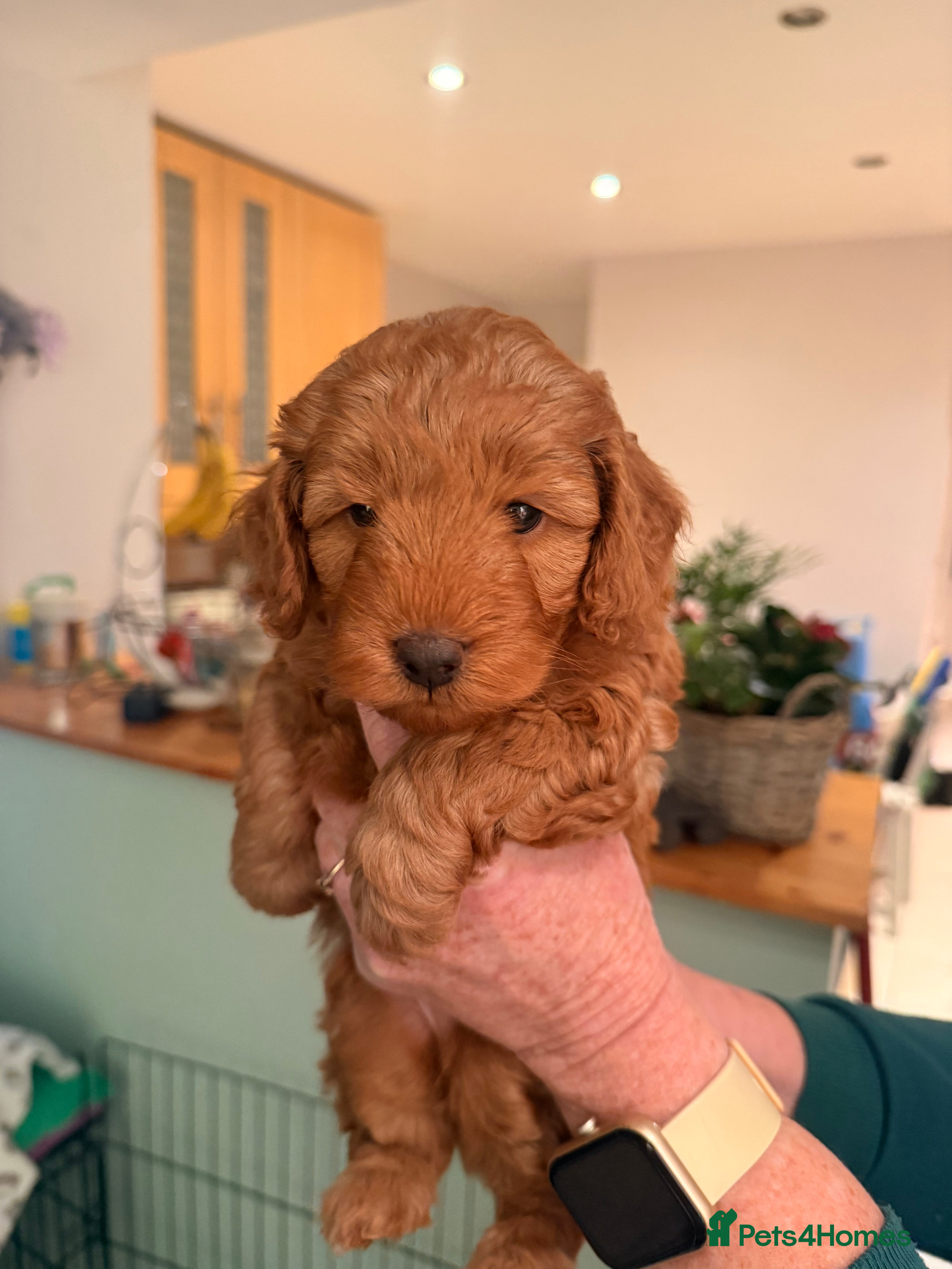 Cockapoo dogs 🐶 🐶Beautiful Red Cockapoo Puppies for Sale 🐶 - Advert 12