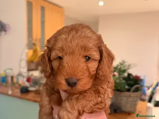 Cockapoo dogs 🐶 🐶Beautiful Red Cockapoo Puppies for Sale 🐶 - Advert 12