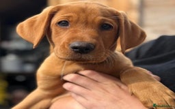 Labrador Retriever dogs for sale: KC REG RED FOX LABRADORS - ONLY 1 MALE LEFT  in Brockenhurst - Image 17