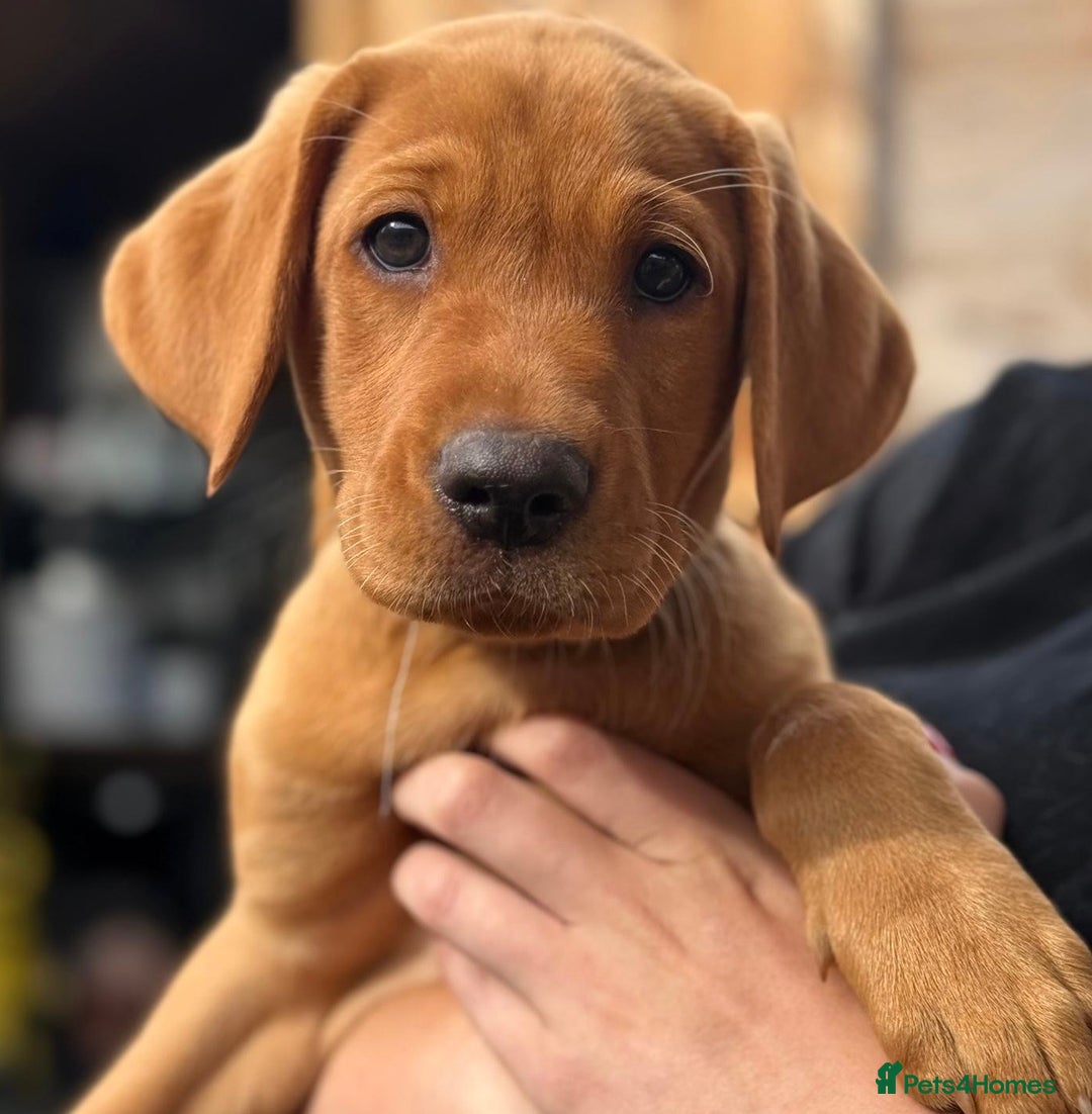Labrador Retriever dogs for sale: KC REG RED FOX LABRADORS - ONLY 1 MALE LEFT  in Brockenhurst - Image 17