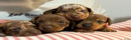 Dachshund dogs for sale: Dachshund puppies boys and girls  - Advert 5