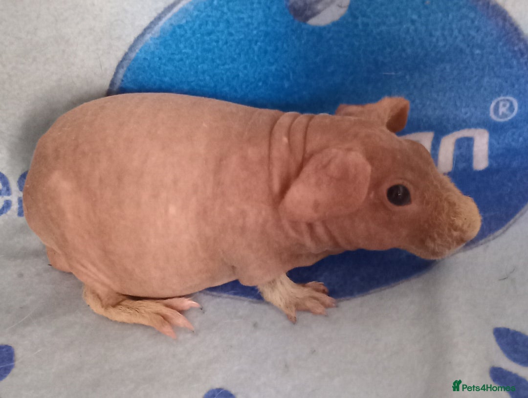 Guinea Pig rodents for sale: Skinnys Werewolfs & Lakelands Available Ready Now - Image 1