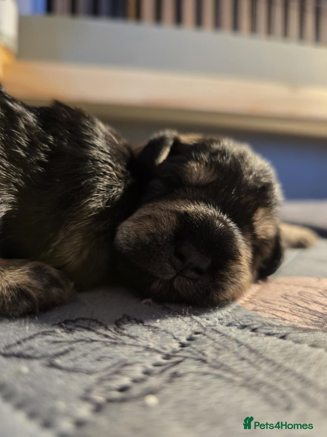 Miniature Schnauzer dogs for sale: Miniature Schnauzer - Advert 7