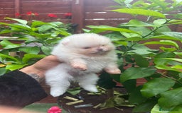 Pomeranian dogs for sale: Pomeranian toy  - Image 34