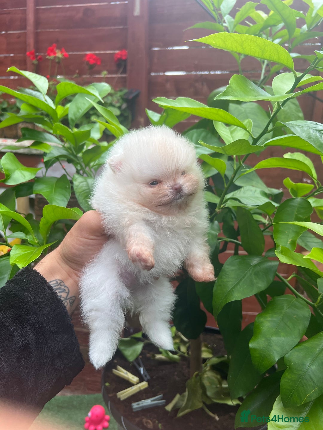 Pomeranian dogs for sale: Pomeranian toy  - Image 34