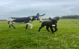 Donkey livestock for sale: Nigel the jack donkey foal  - Image 3