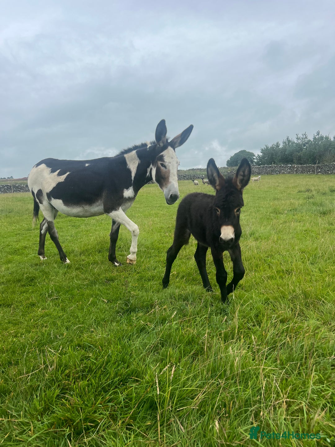 Donkey livestock for sale: Nigel the jack donkey foal  - Image 3