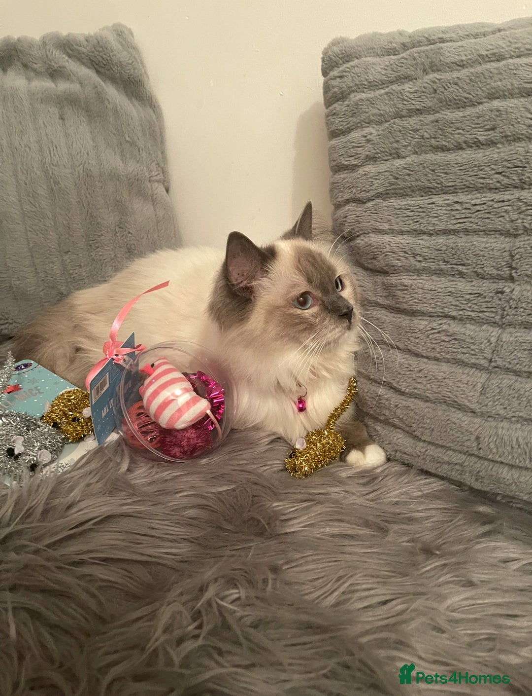 Ragdoll cats for sale: Champion breed Ragdolls Tica registered - Advert 2
