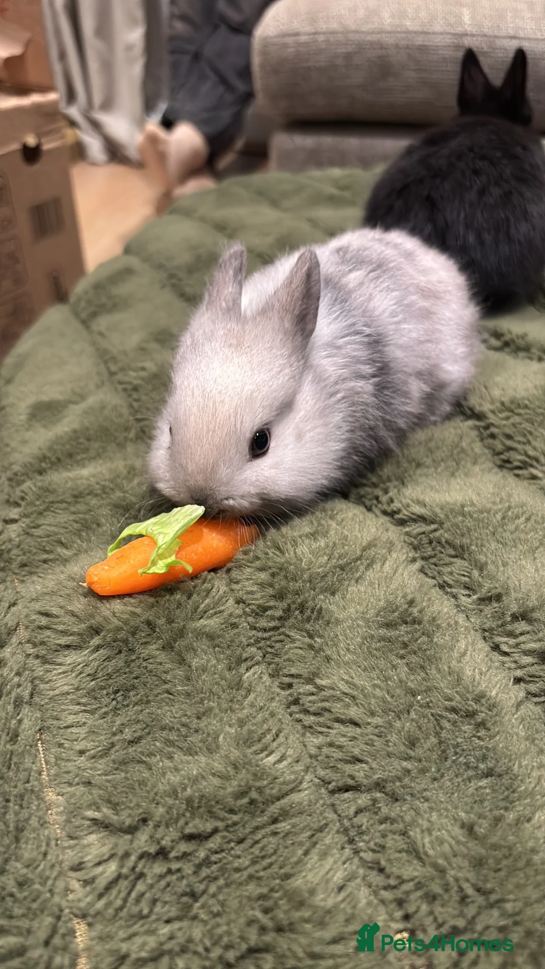 Netherland Dwarf rabbits for sale: Rabbits looking for new homes in Clitheroe - Advert 1